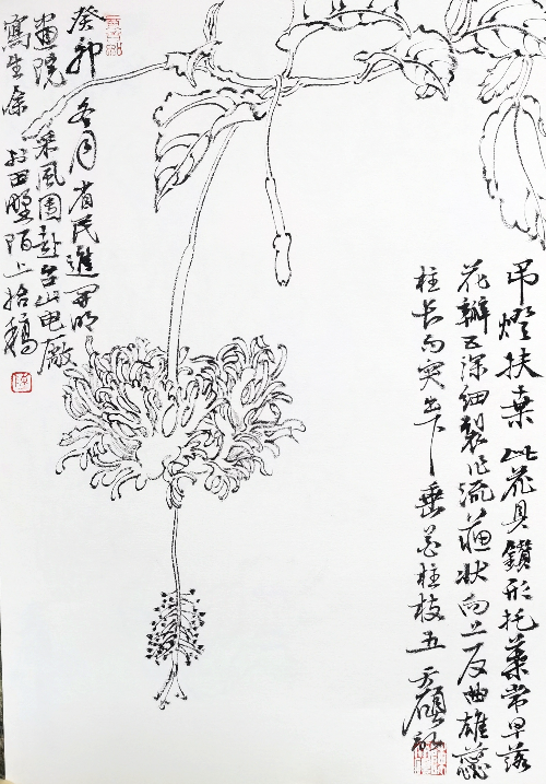 陳天碩，《白描寫(xiě)生之一》，尺寸：37X26cm，中囯畫(huà).jpg